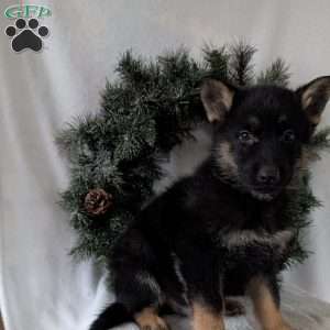 Cyclone, German Shepherd Puppy