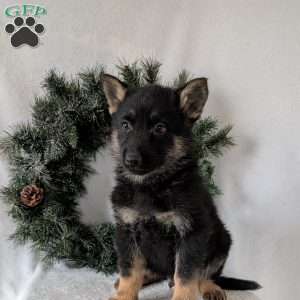 Cyclone, German Shepherd Puppy