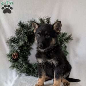 Cyclone, German Shepherd Puppy