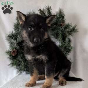 Cyclone, German Shepherd Puppy