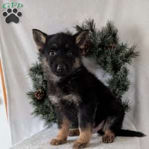 Cyclone, German Shepherd Puppy