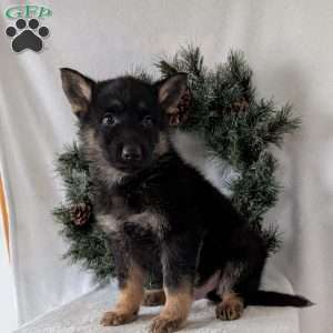 Cyclone, German Shepherd Puppy