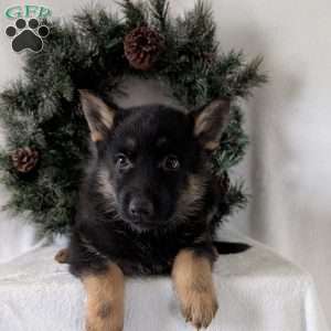 Cyclone, German Shepherd Puppy