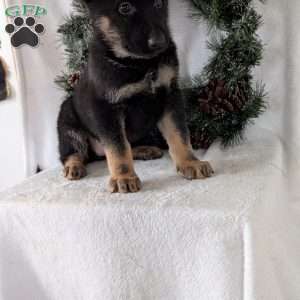 Maggie, German Shepherd Puppy