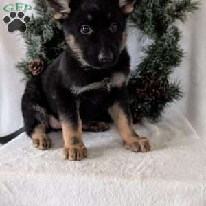 Maggie, German Shepherd Puppy
