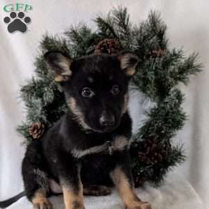 Maggie, German Shepherd Puppy