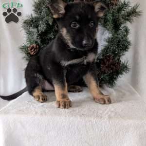 Maggie, German Shepherd Puppy