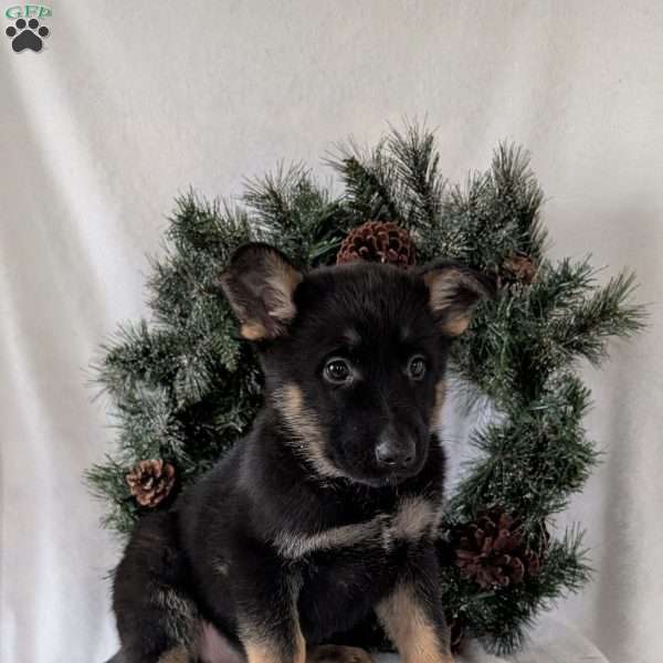 Maggie, German Shepherd Puppy