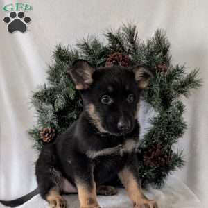 Maggie, German Shepherd Puppy