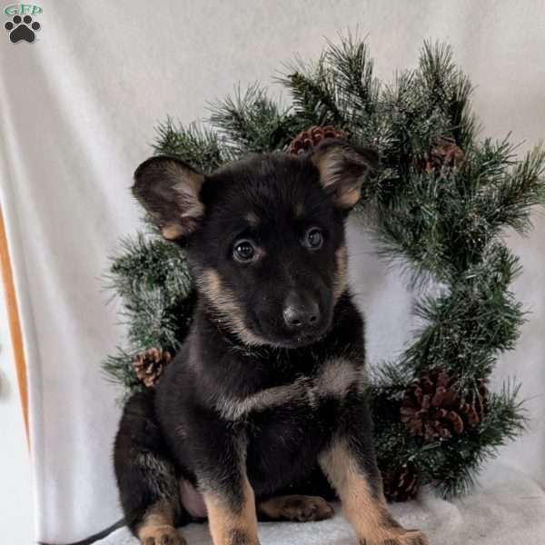 Maggie, German Shepherd Puppy