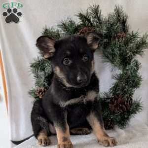 Maggie, German Shepherd Puppy