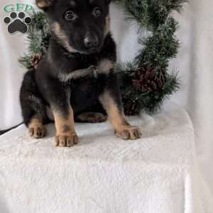Maggie, German Shepherd Puppy