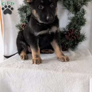 Maggie, German Shepherd Puppy
