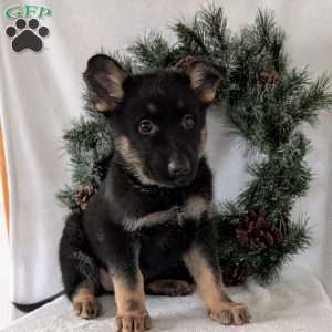 Maggie, German Shepherd Puppy