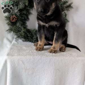 Maggie, German Shepherd Puppy