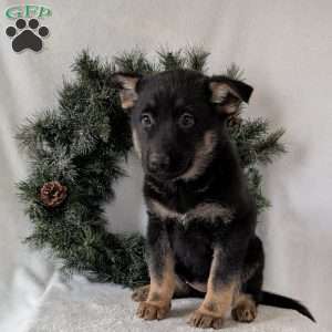 Maggie, German Shepherd Puppy