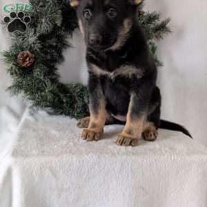 Maggie, German Shepherd Puppy