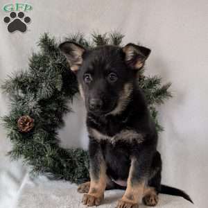 Maggie, German Shepherd Puppy