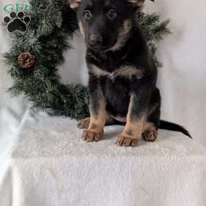 Maggie, German Shepherd Puppy