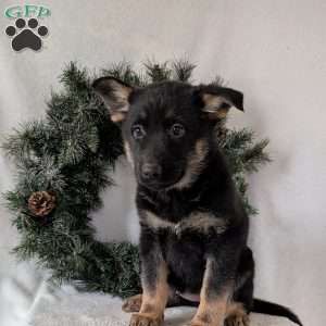 Maggie, German Shepherd Puppy