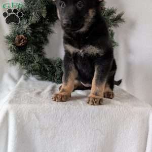 Maggie, German Shepherd Puppy