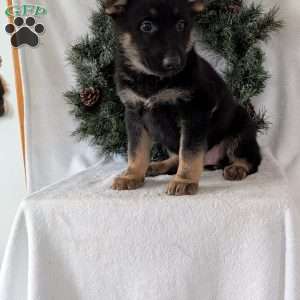 Maggie, German Shepherd Puppy