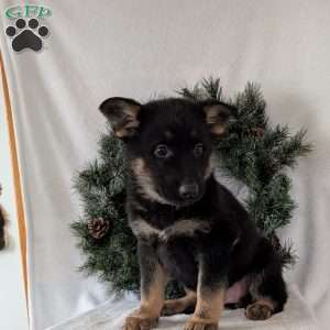 Maggie, German Shepherd Puppy