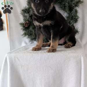 Maggie, German Shepherd Puppy