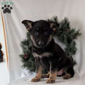Maggie, German Shepherd Puppy