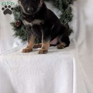 Maggie, German Shepherd Puppy