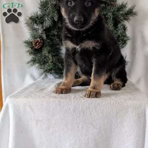 Maggie, German Shepherd Puppy