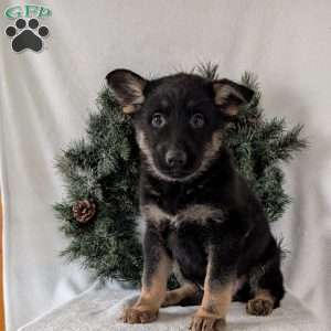 Maggie, German Shepherd Puppy