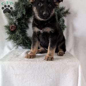Maggie, German Shepherd Puppy
