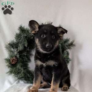 Maggie, German Shepherd Puppy
