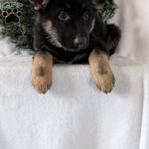 Maggie, German Shepherd Puppy