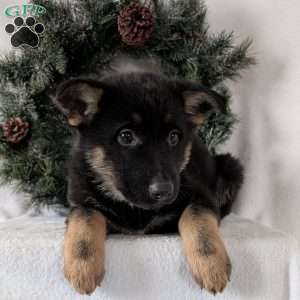 Maggie, German Shepherd Puppy