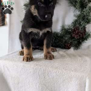 Mazie, German Shepherd Puppy