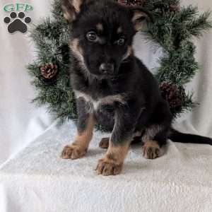 Mazie, German Shepherd Puppy