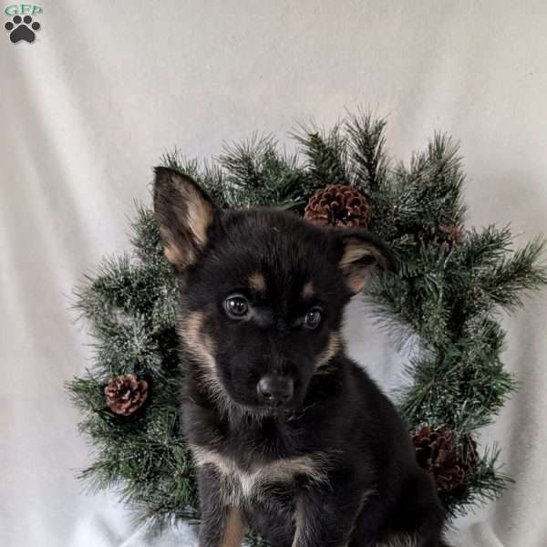 Mazie, German Shepherd Puppy