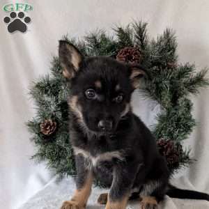 Mazie, German Shepherd Puppy