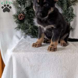 Mazie, German Shepherd Puppy