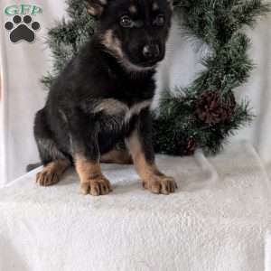 Mazie, German Shepherd Puppy