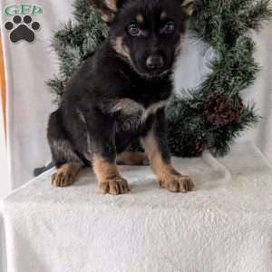 Mazie, German Shepherd Puppy