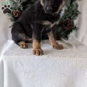 Mazie, German Shepherd Puppy