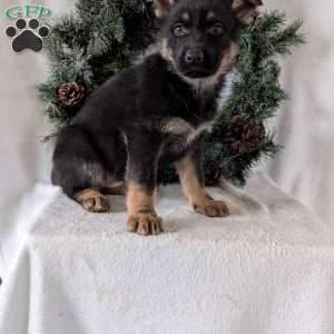 Mazie, German Shepherd Puppy