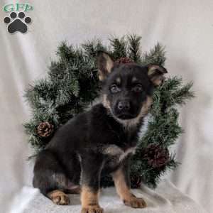 Mazie, German Shepherd Puppy