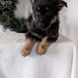 Mazie, German Shepherd Puppy