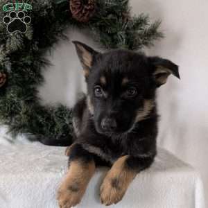 Mazie, German Shepherd Puppy