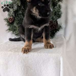 Mazie, German Shepherd Puppy