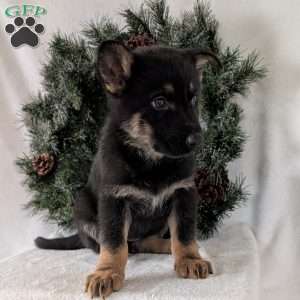 Mazie, German Shepherd Puppy